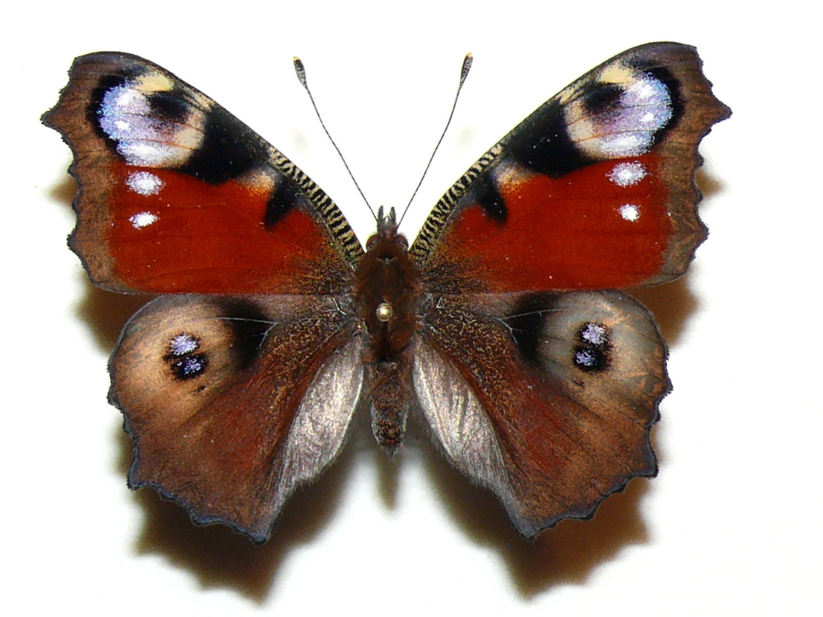 Aglais io female (aberration) Internet Image property of respective owner, non-commercial use only